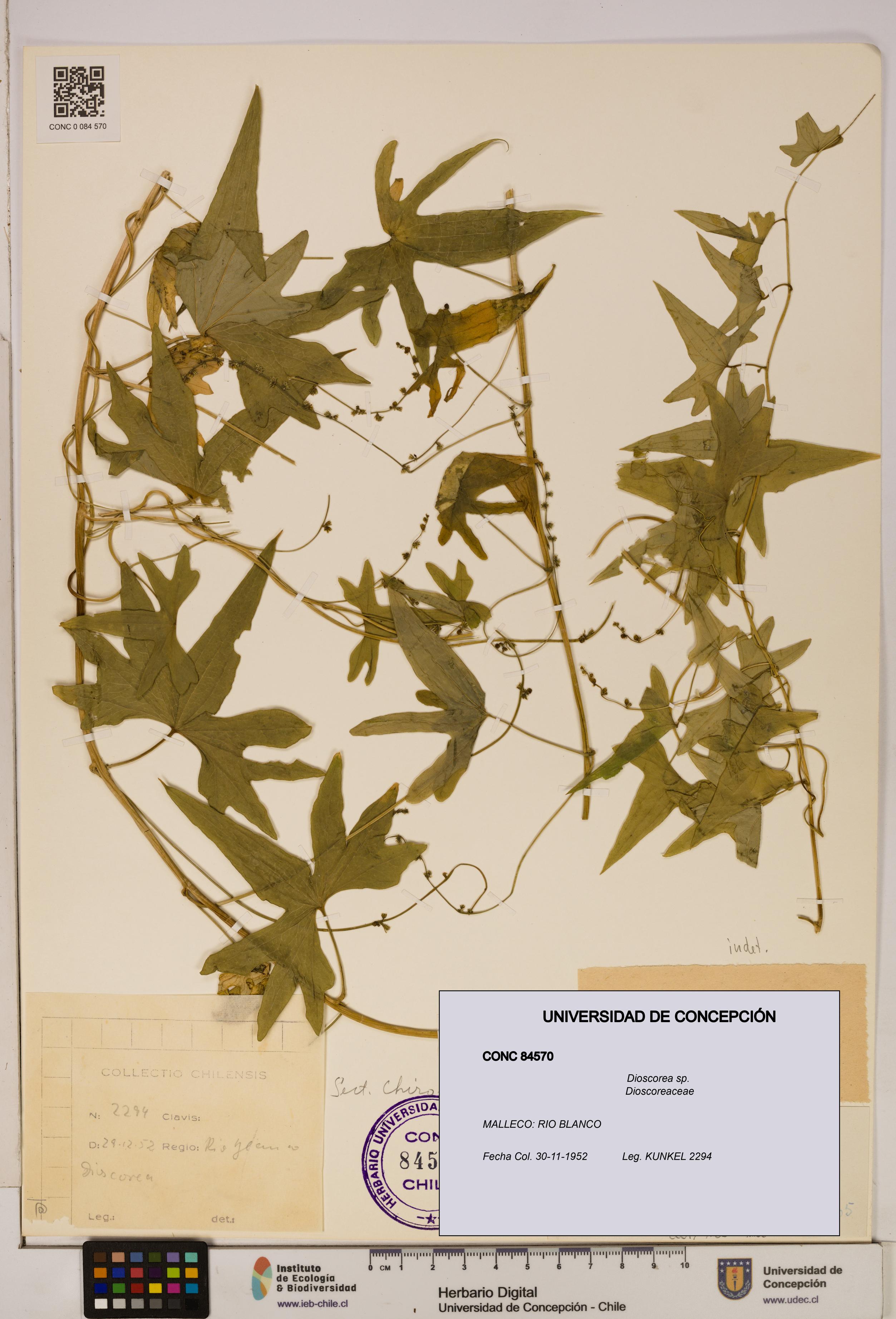 Dioscorea sp. [Espécimen: ]