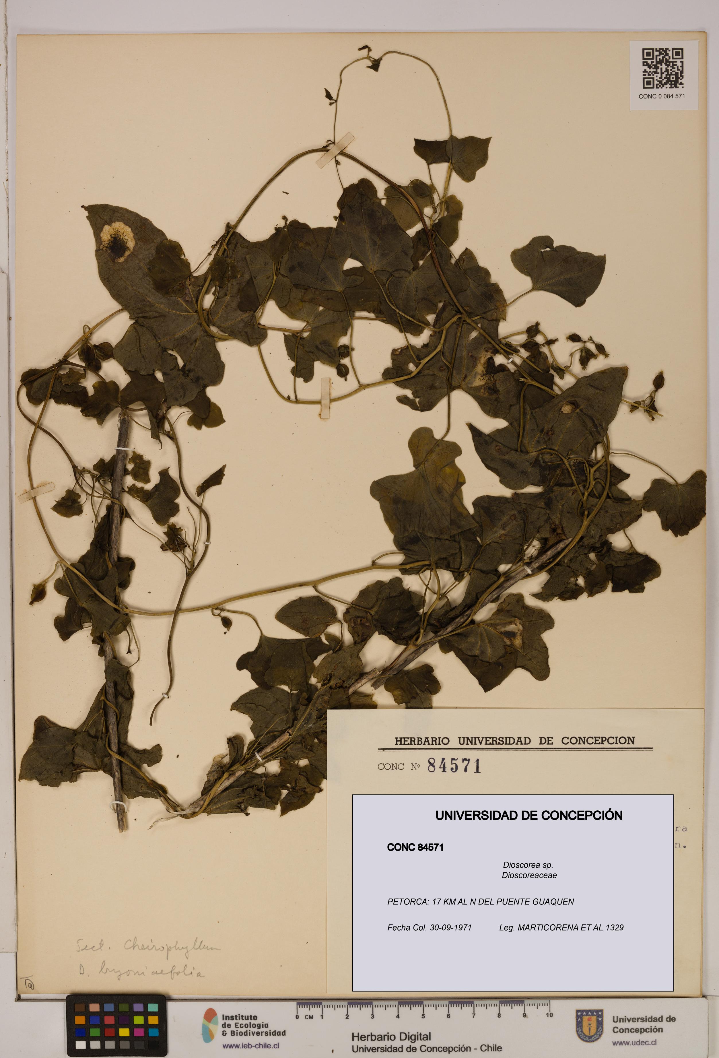 Dioscorea sp. [Espécimen: ]
