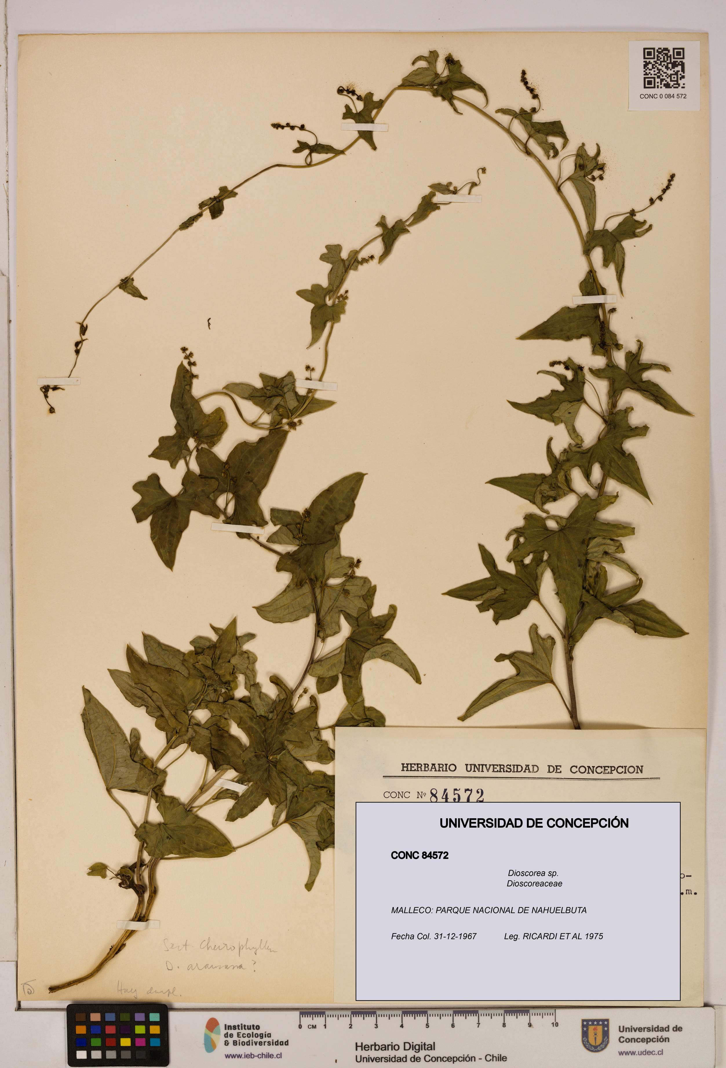 Dioscorea sp. [Espécimen: ]