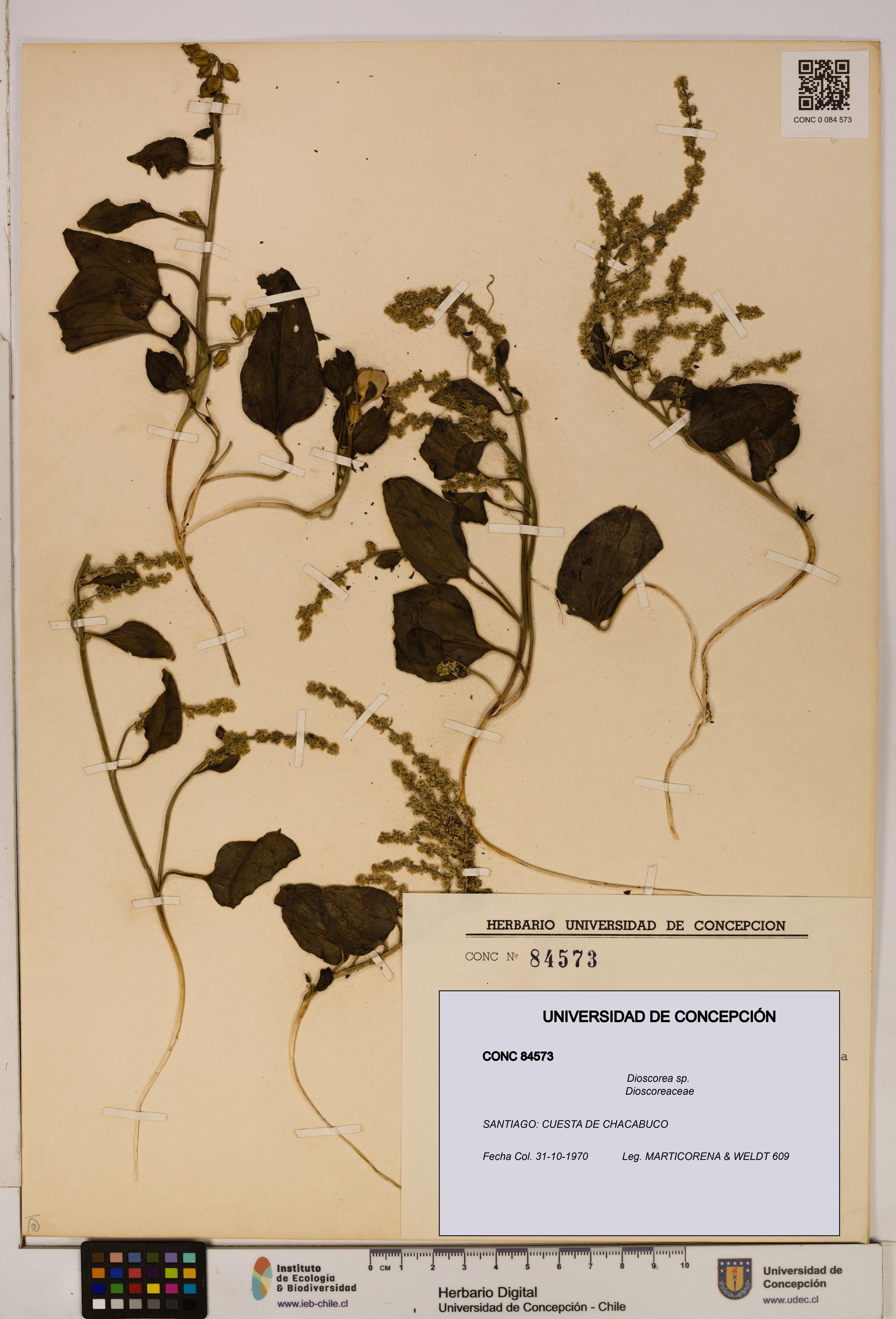 Dioscorea sp. [Espécimen: ]