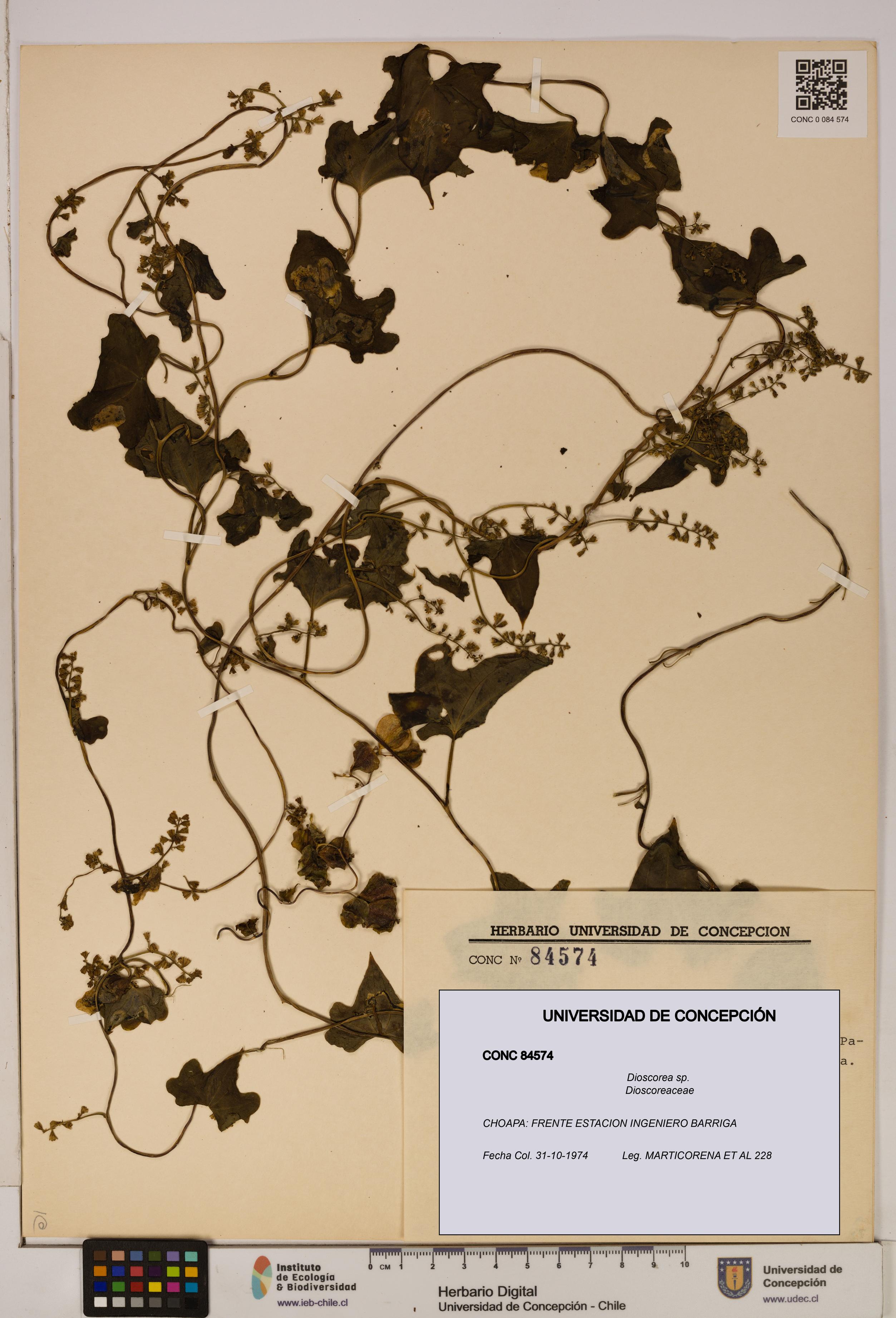 Dioscorea sp. [Espécimen: ]