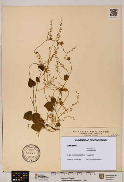 Dioscorea sp. [Espécimen: ]