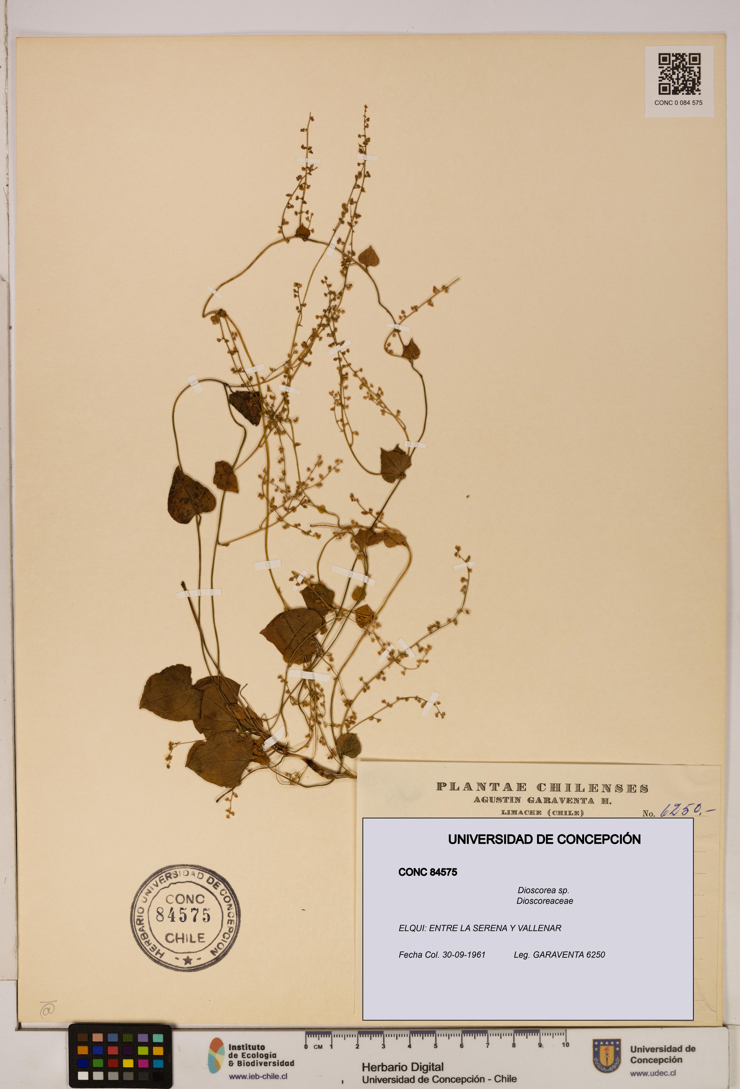 Dioscorea sp. [Espécimen: ]