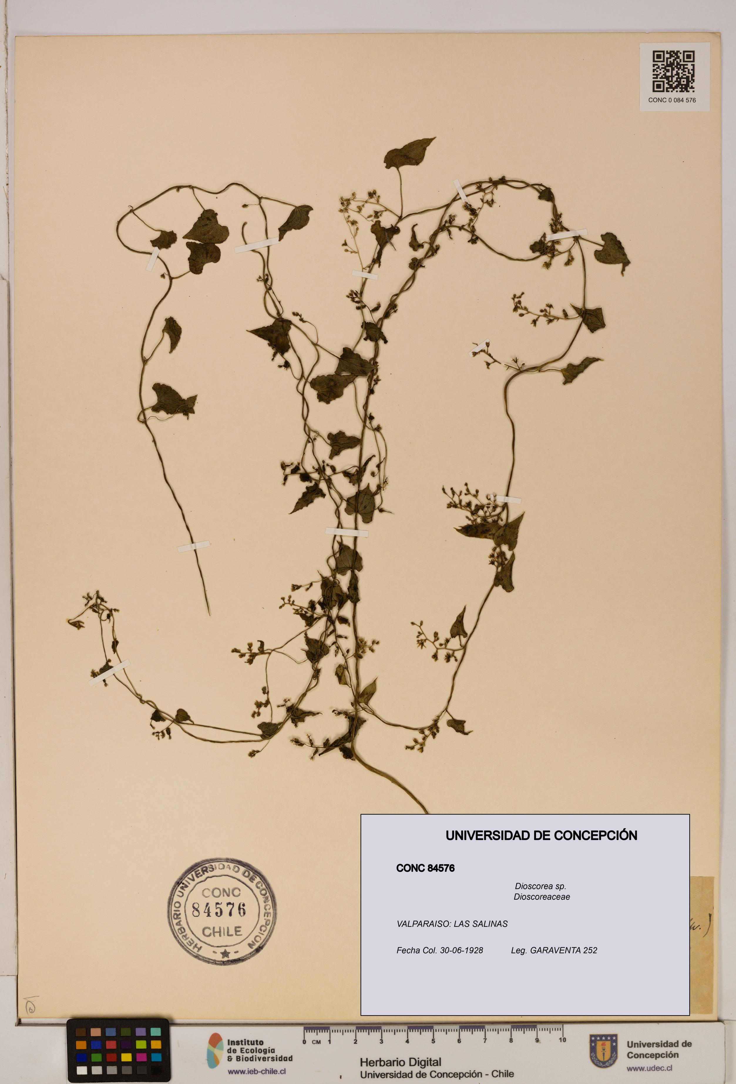 Dioscorea sp. [Espécimen: ]