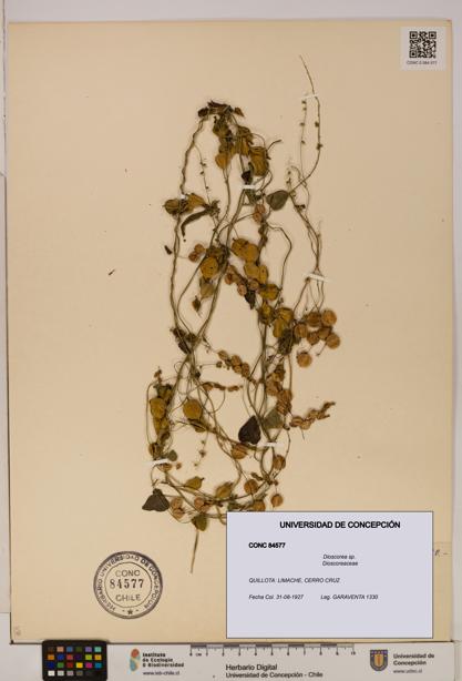 Dioscorea sp. [Espécimen: ]