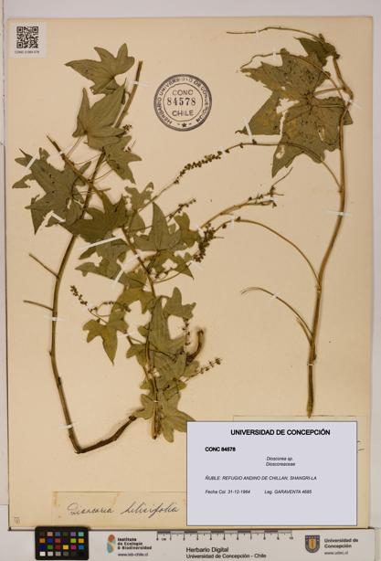 Dioscorea sp. [Espécimen: ]
