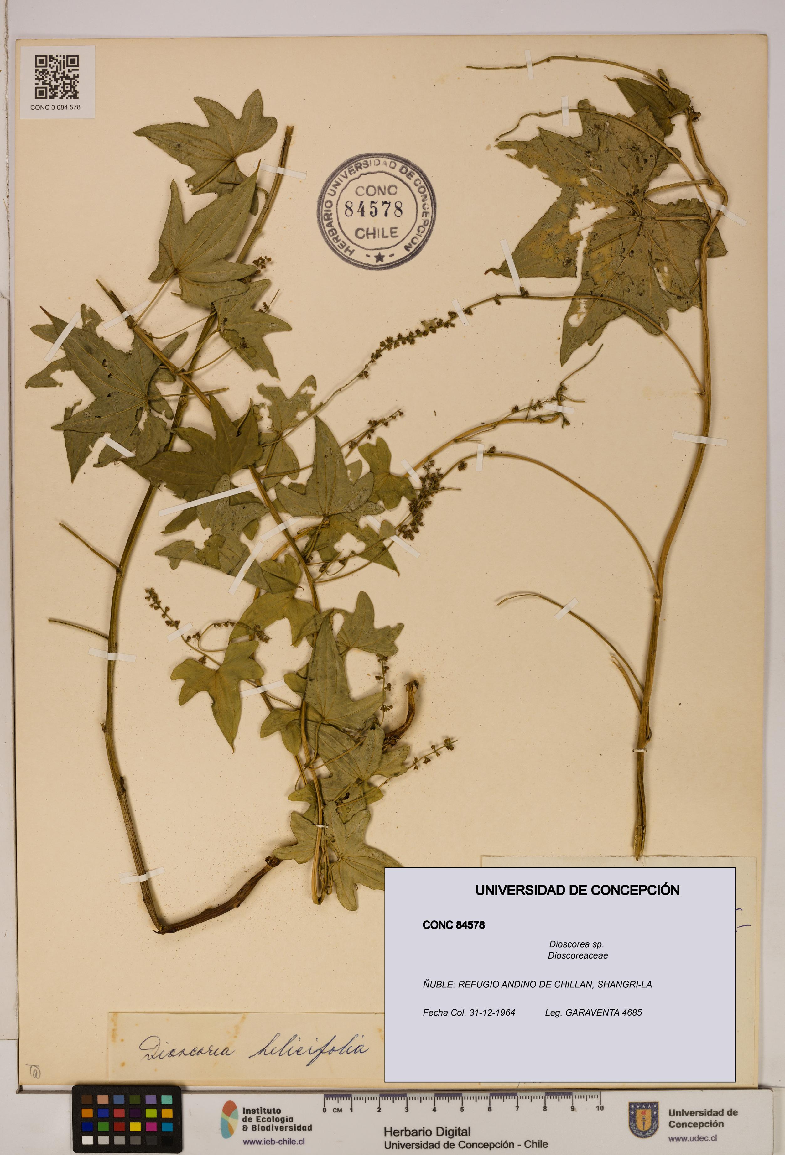 Dioscorea sp. [Espécimen: ]