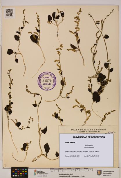 Dioscorea sp. [Espécimen: ]