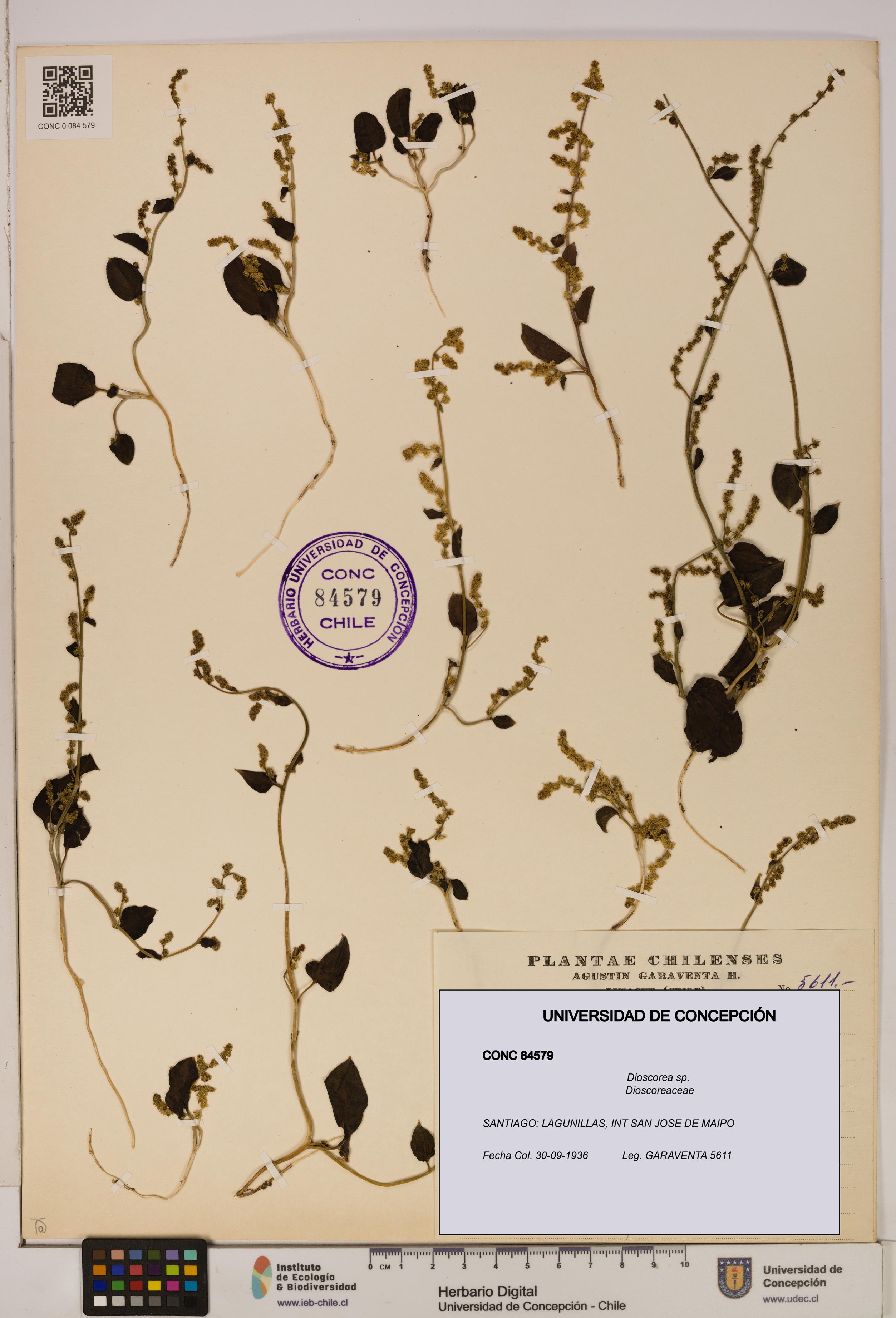 Dioscorea sp. [Espécimen: ]