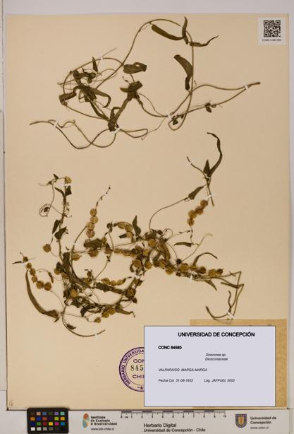Dioscorea sp. [Espécimen: ]