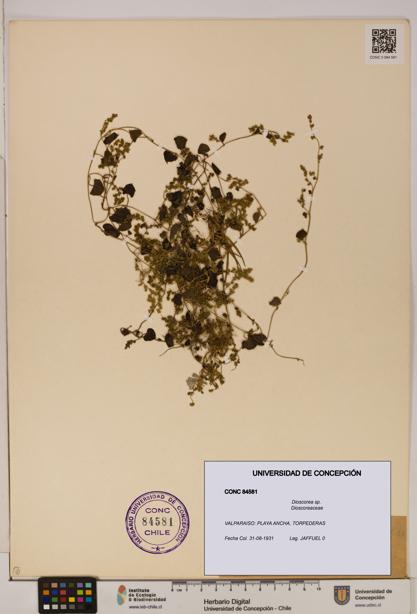 Dioscorea sp. [Espécimen: ]