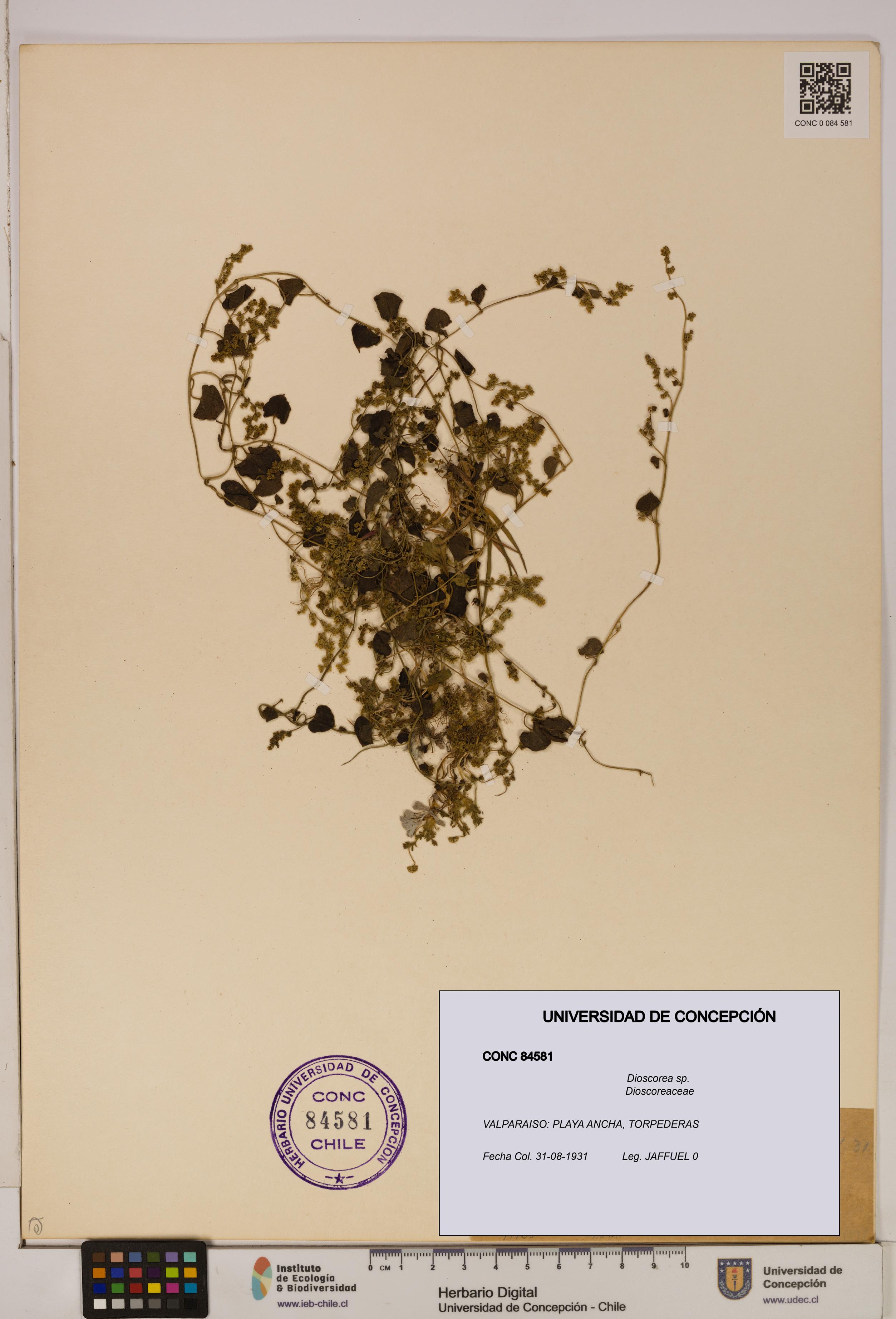 Dioscorea sp. [Espécimen: ]