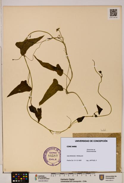 Dioscorea sp. [Espécimen: ]