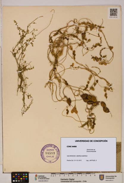 Dioscorea sp. [Espécimen: ]