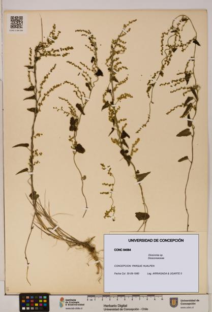 Dioscorea sp. [Espécimen: ]