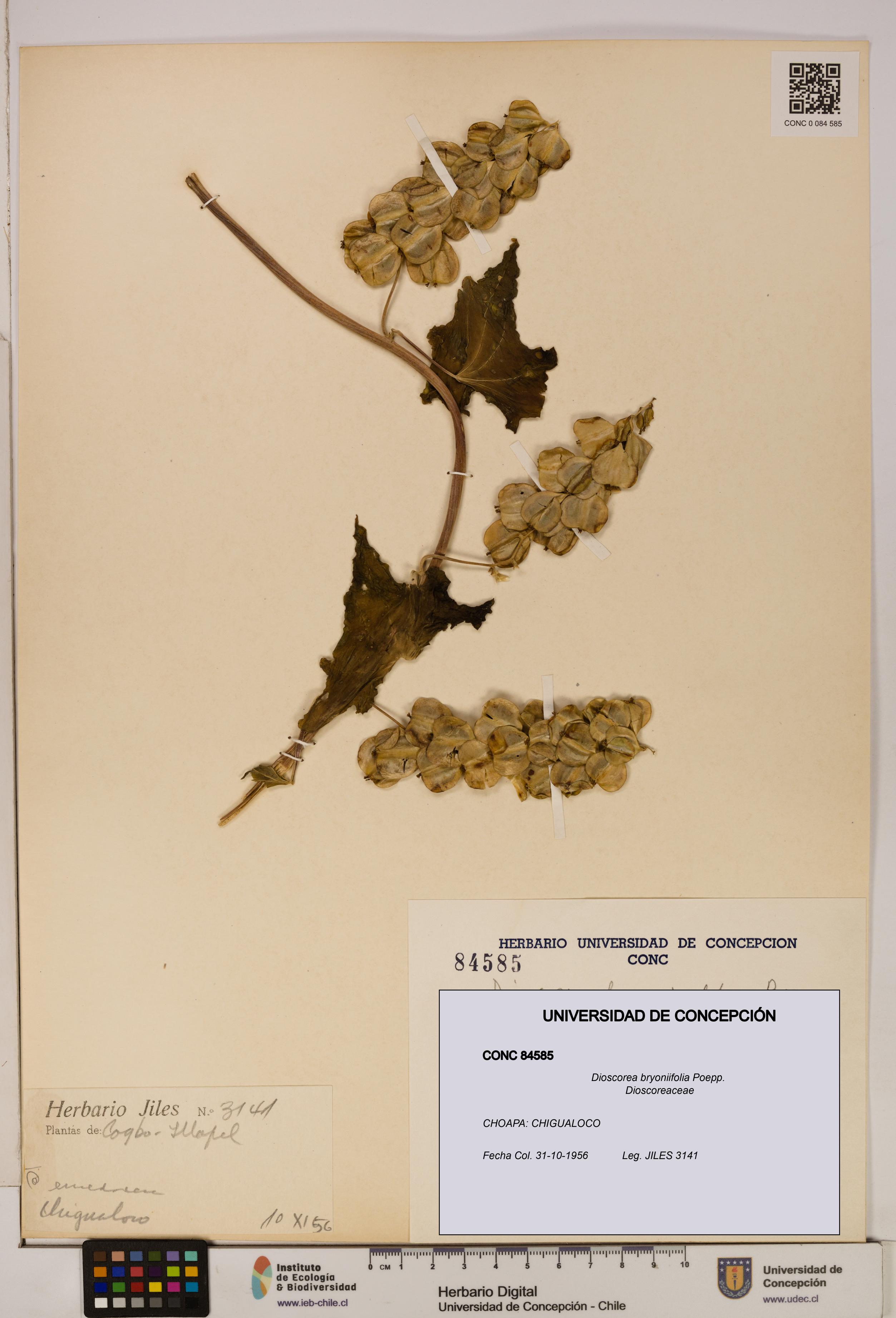Dioscorea bryoniifolia [Espécimen: ]