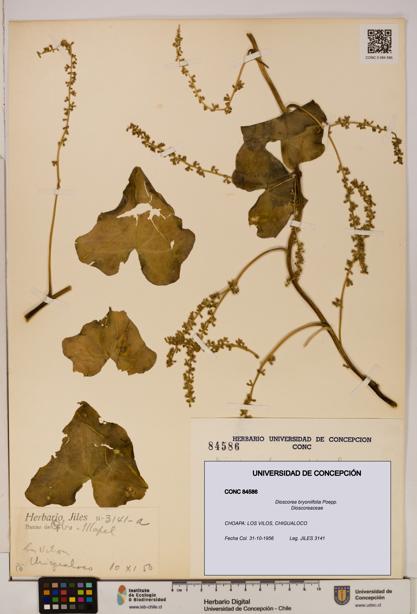 Dioscorea bryoniifolia [Espécimen: ]