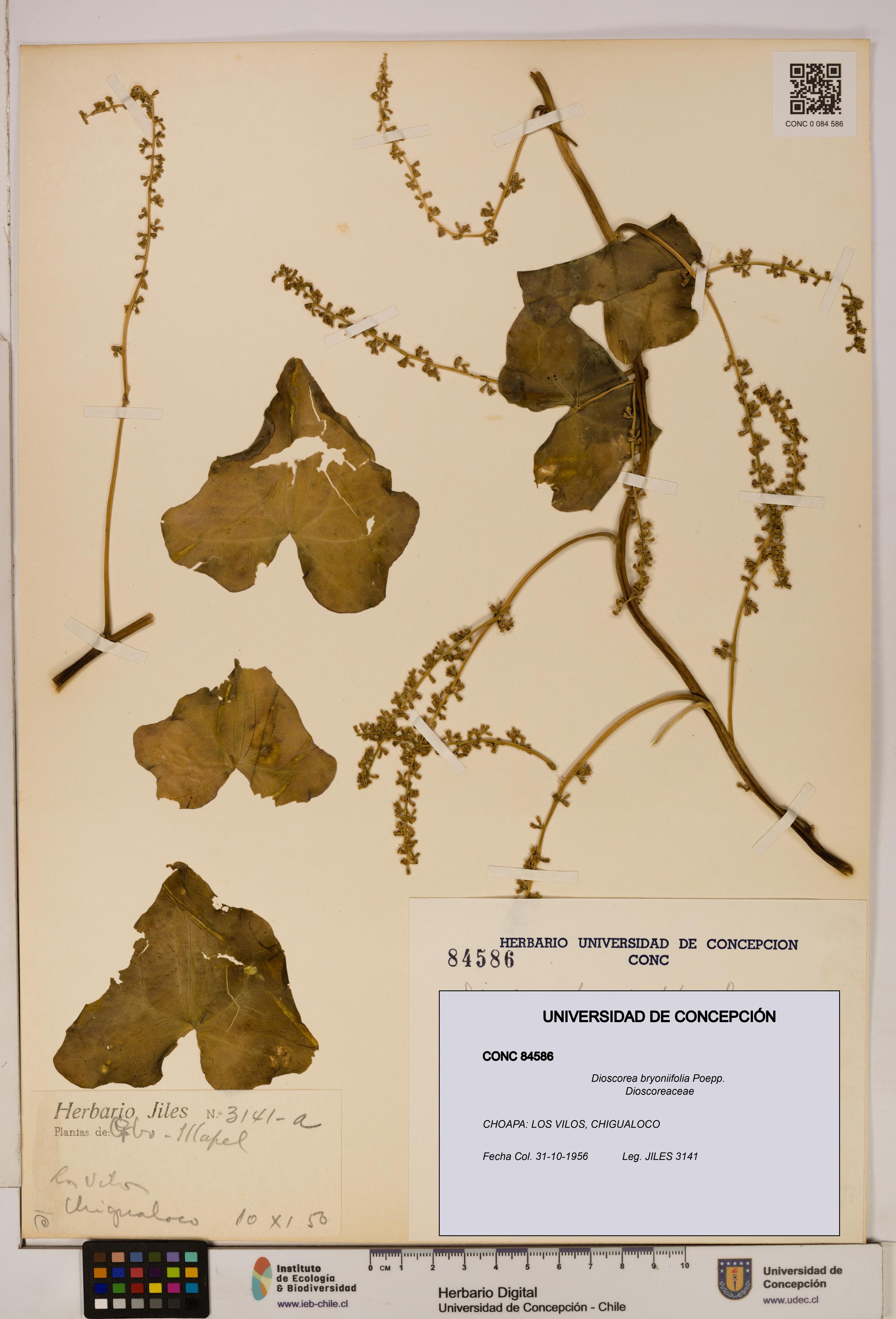 Dioscorea bryoniifolia [Espécimen: ]