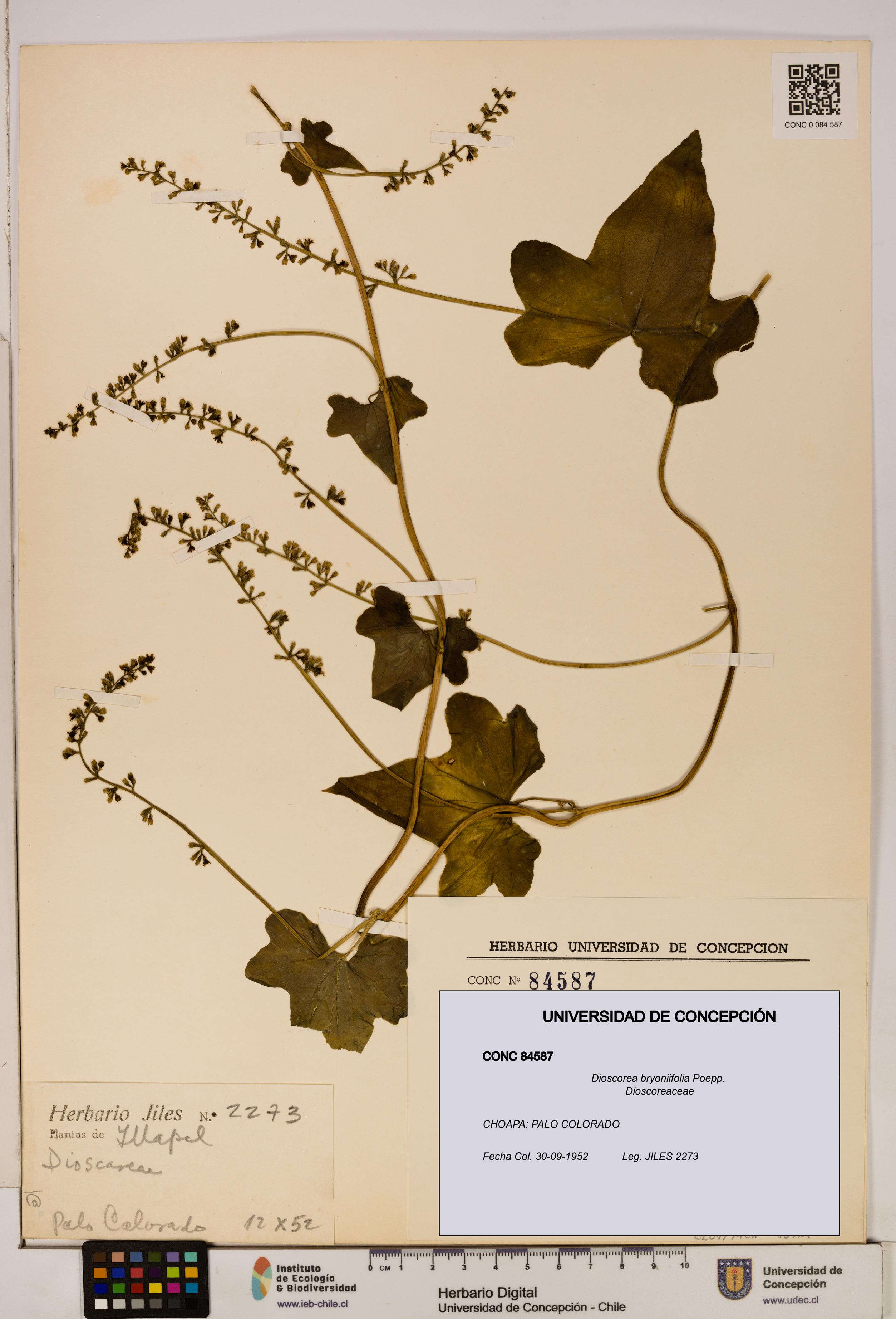 Dioscorea bryoniifolia [Espécimen: ]