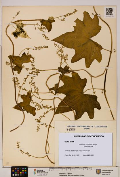 Dioscorea bryoniifolia [Espécimen: ]