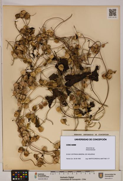 Dioscorea sp. [Espécimen: ]