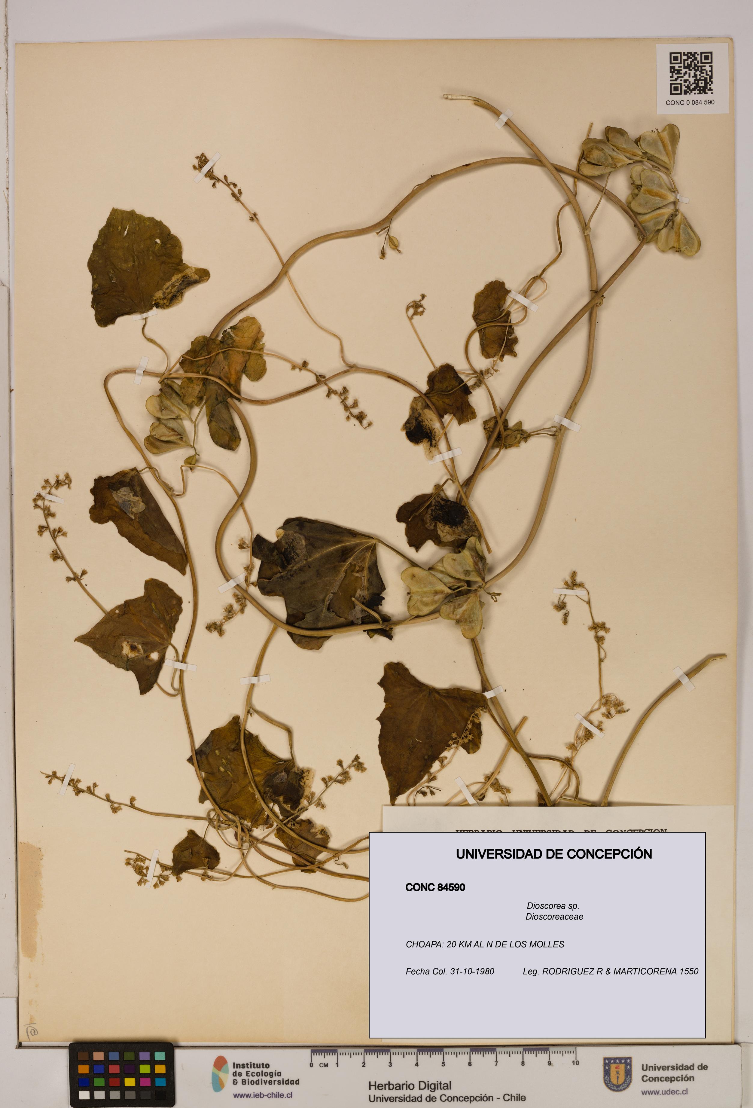 Dioscorea sp. [Espécimen: ]