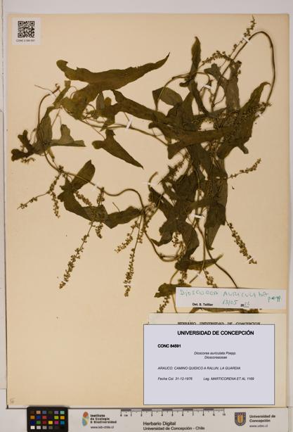 Dioscorea auriculata [Espécimen: ]
