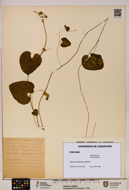 Dioscorea sp. [Espécimen: ]