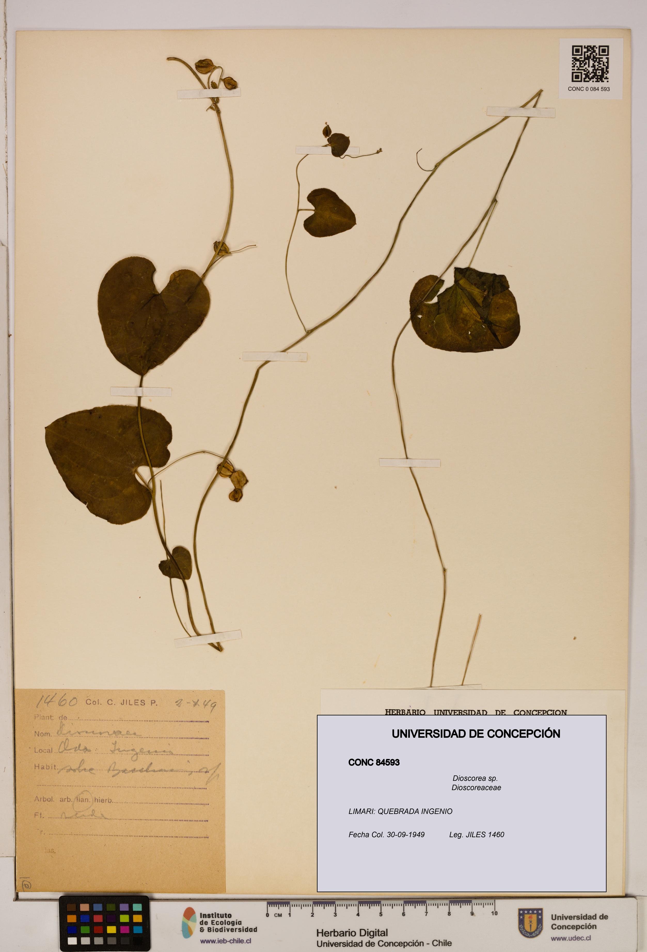 Dioscorea sp. [Espécimen: ]