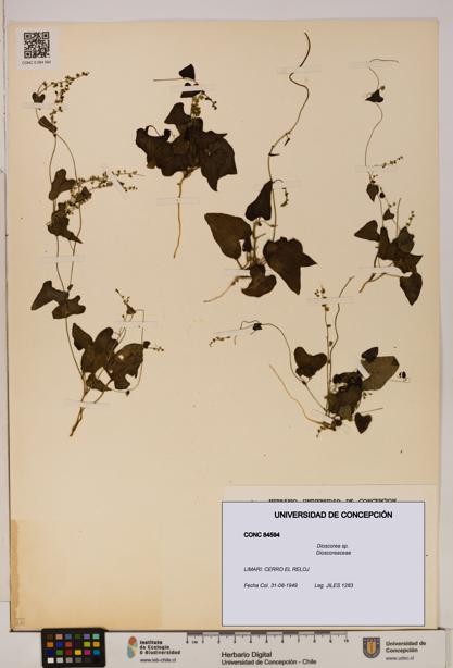 Dioscorea sp. [Espécimen: ]
