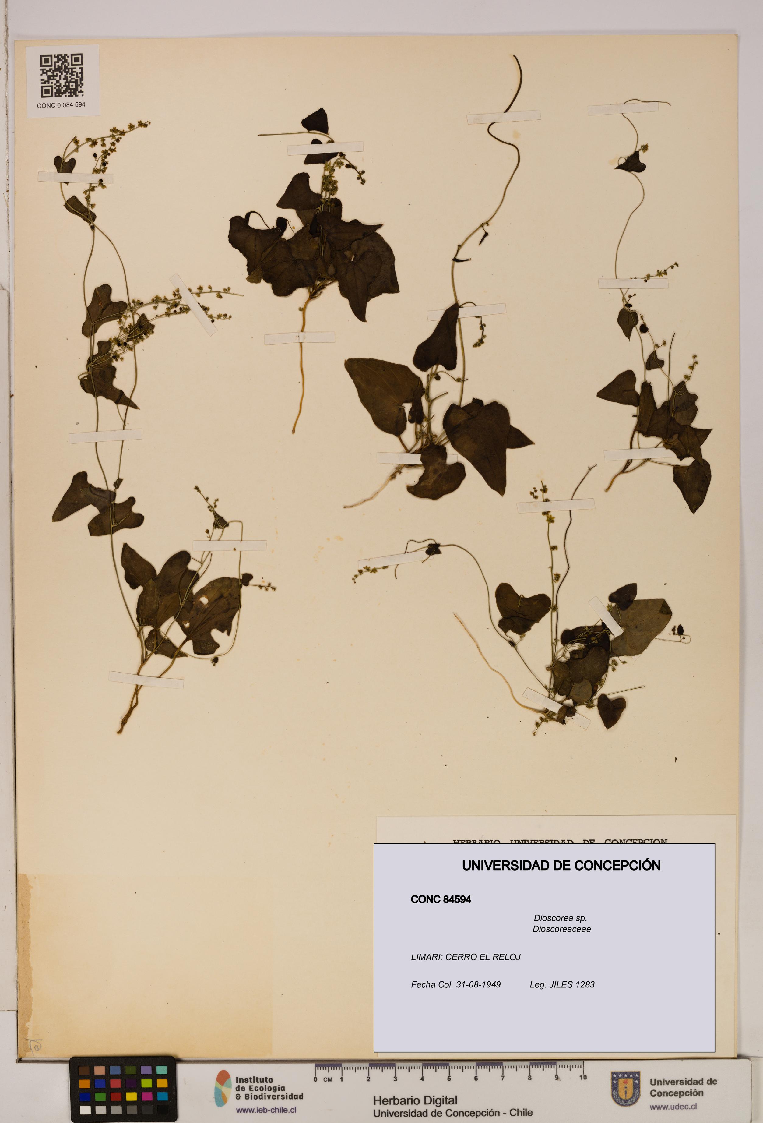 Dioscorea sp. [Espécimen: ]