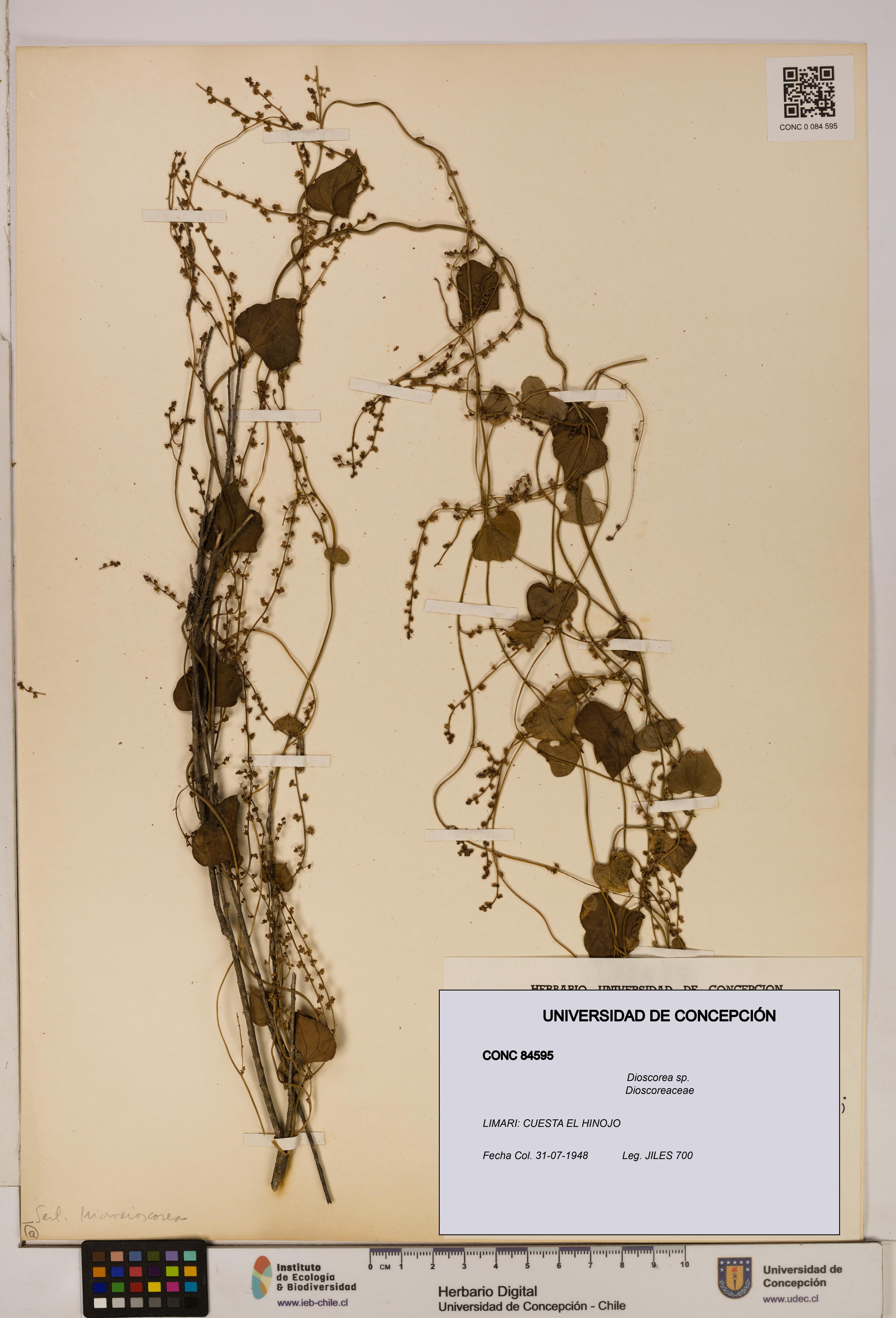 Dioscorea sp. [Espécimen: ]
