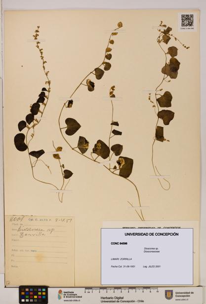 Dioscorea sp. [Espécimen: ]