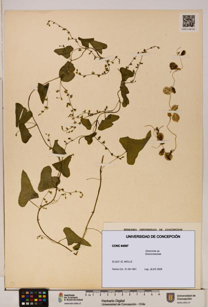 Dioscorea sp. [Espécimen: ]