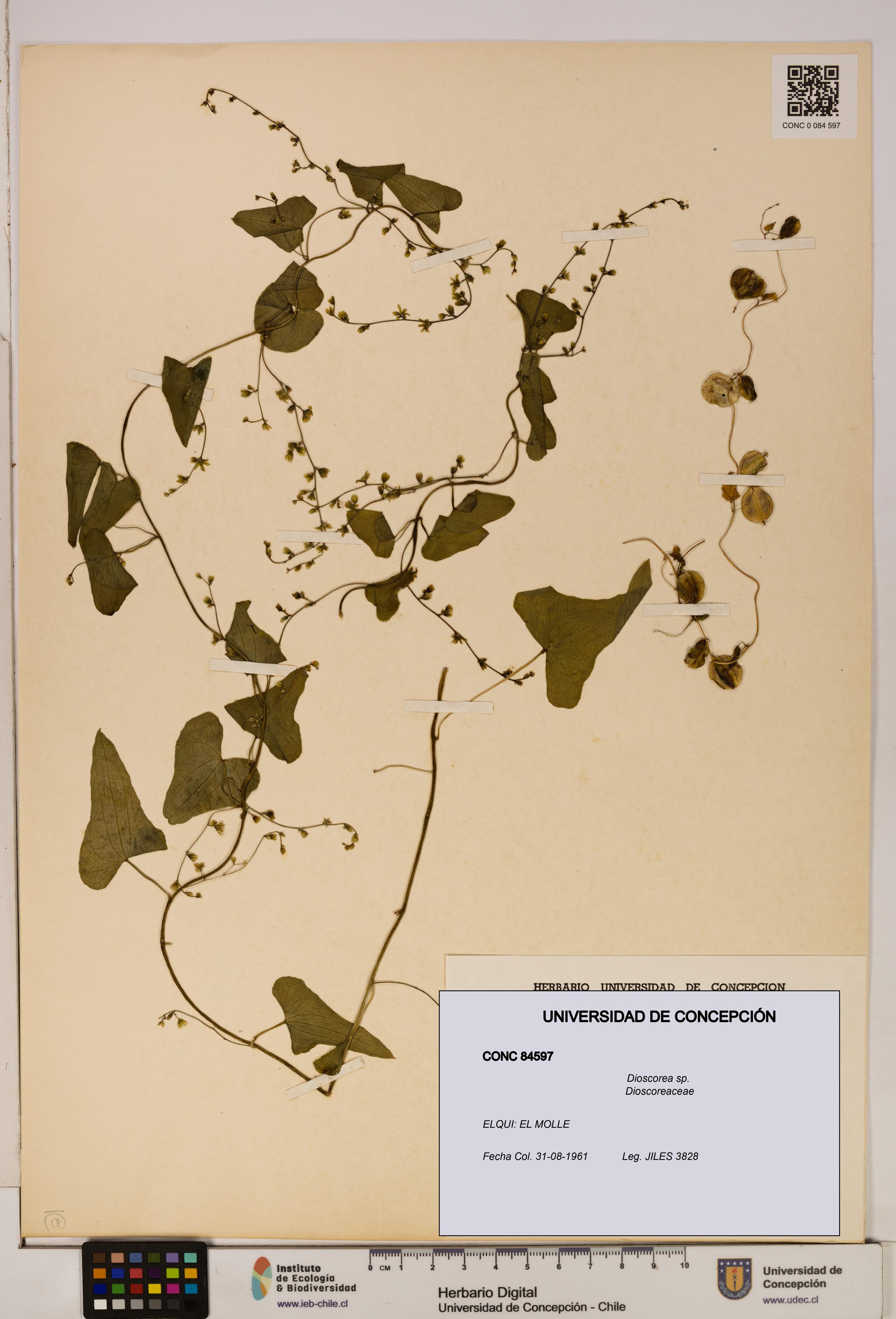 Dioscorea sp. [Espécimen: ]