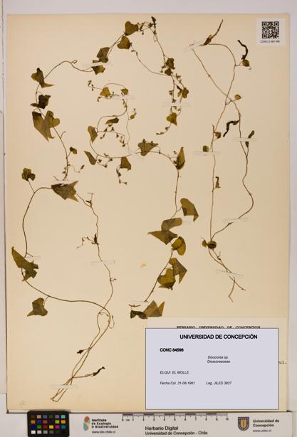 Dioscorea sp. [Espécimen: ]