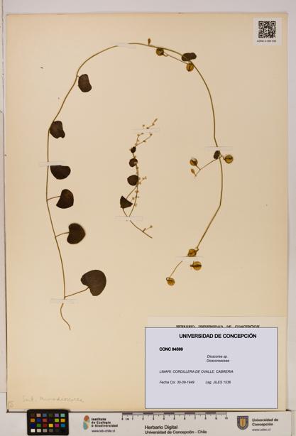 Dioscorea sp. [Espécimen: ]