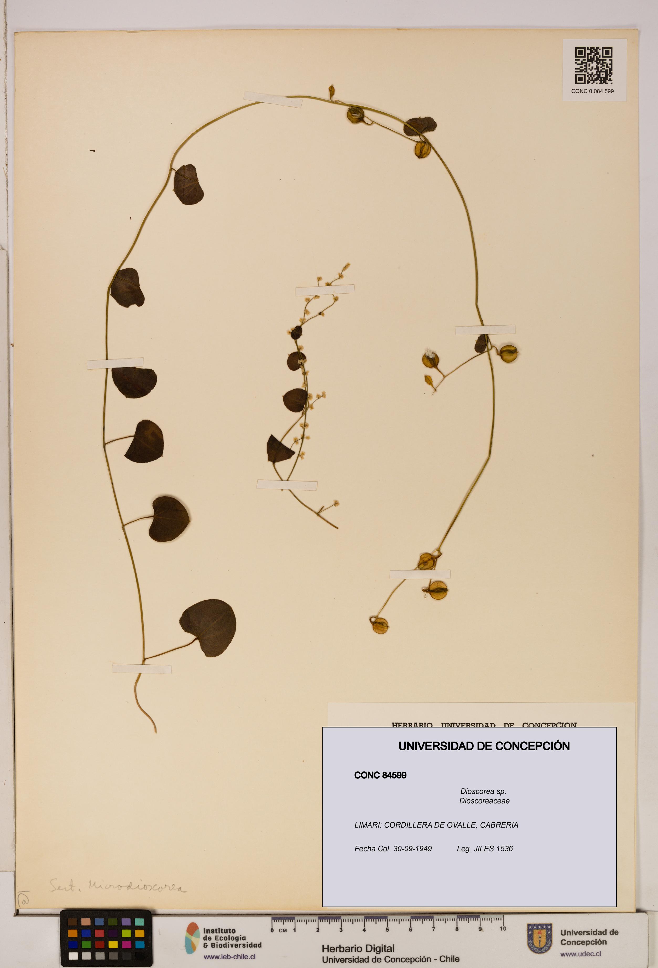 Dioscorea sp. [Espécimen: ]
