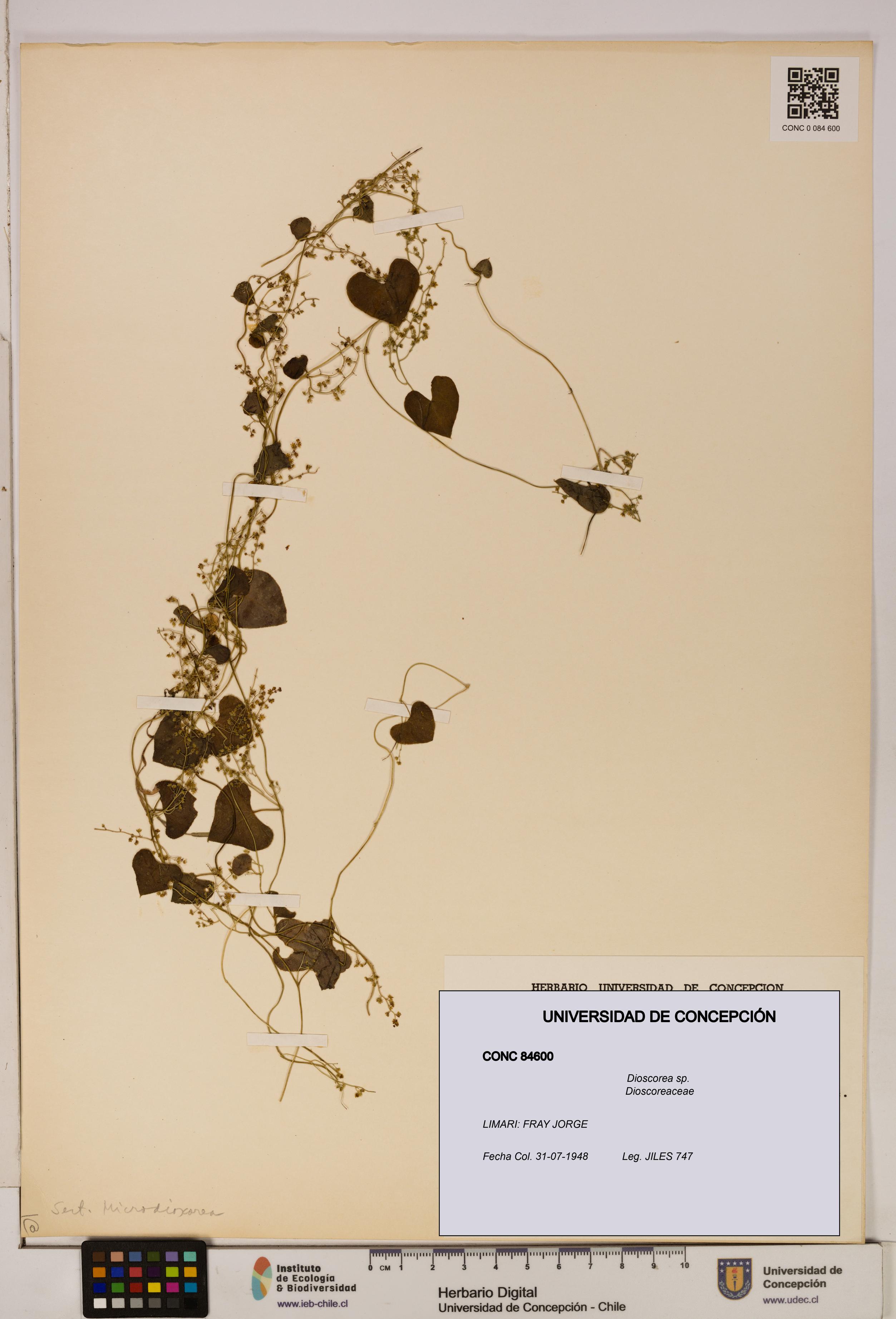 Dioscorea sp. [Espécimen: ]