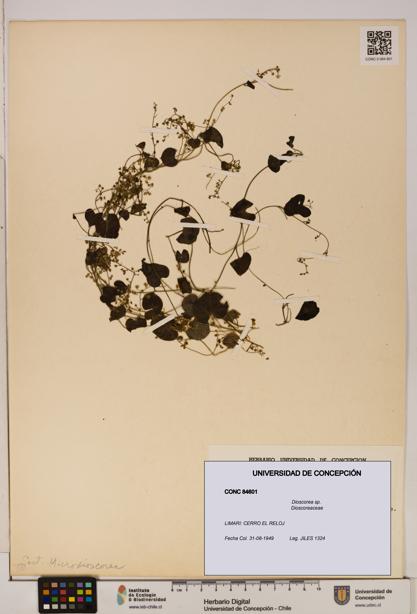 Dioscorea sp. [Espécimen: ]