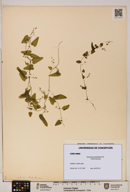 Dioscorea pedicellata [Espécimen: ]