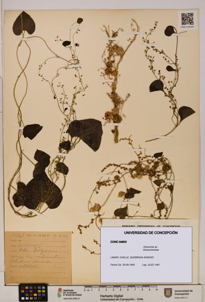 Dioscorea sp. [Espécimen: ]