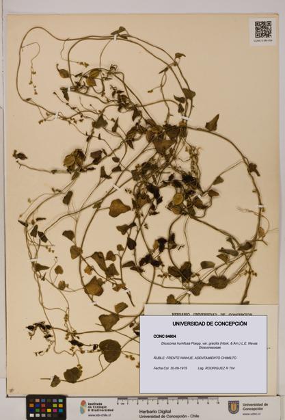 Dioscorea humifusa var. gracilis [Espécimen: ]