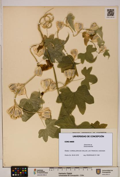 Dioscorea sp. [Espécimen: ]