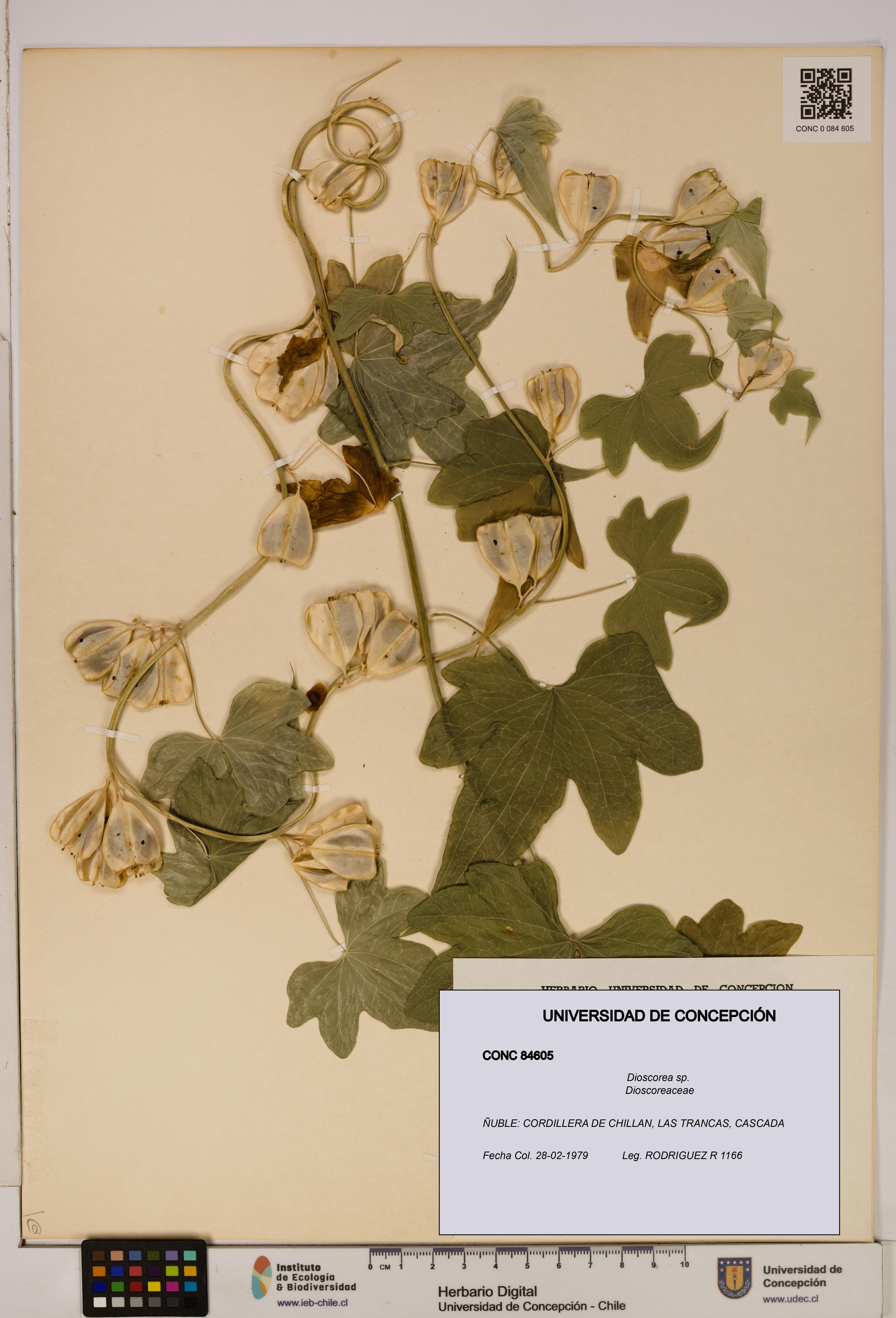 Dioscorea sp. [Espécimen: ]