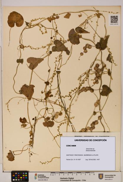 Dioscorea sp. [Espécimen: ]