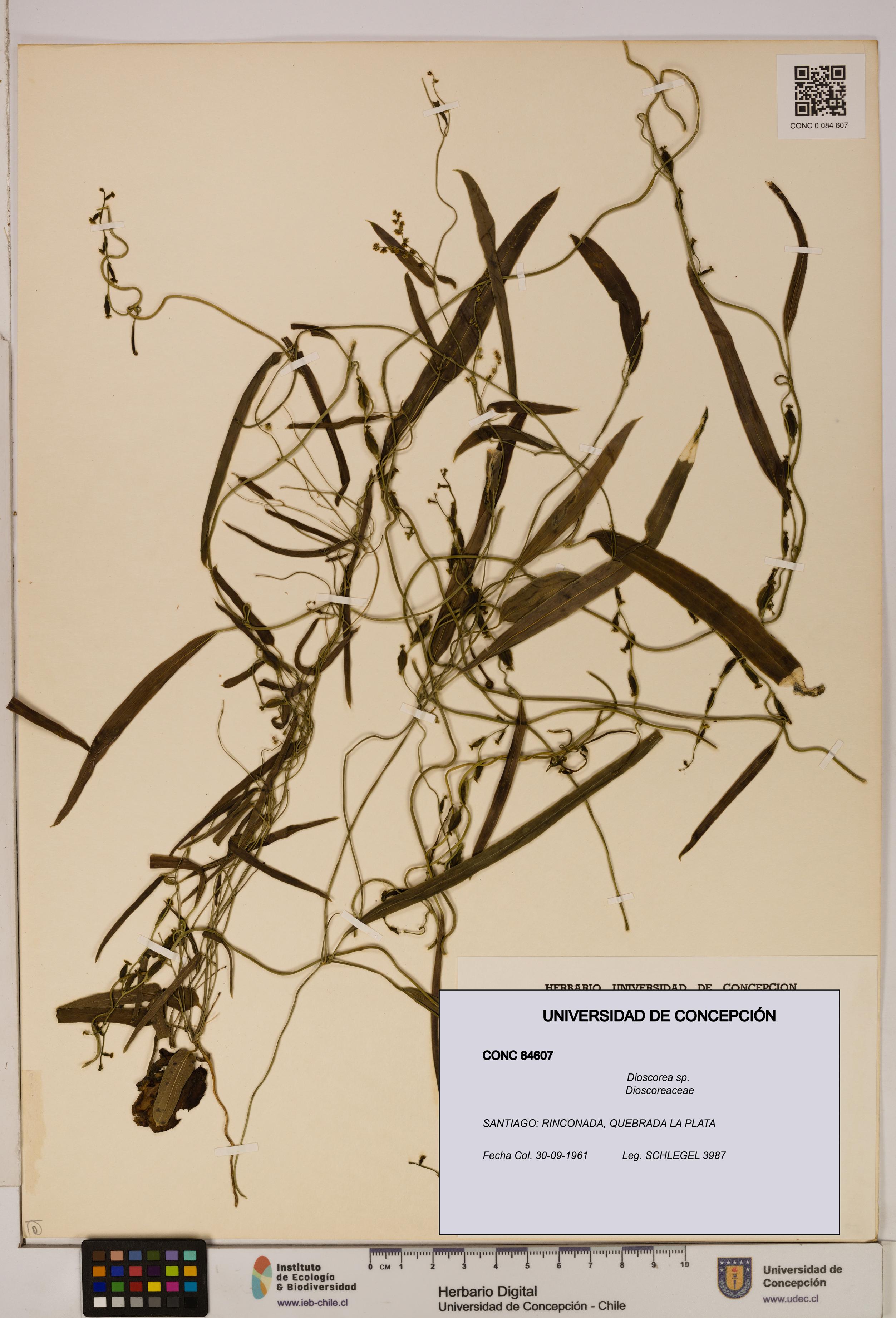 Dioscorea sp. [Espécimen: ]