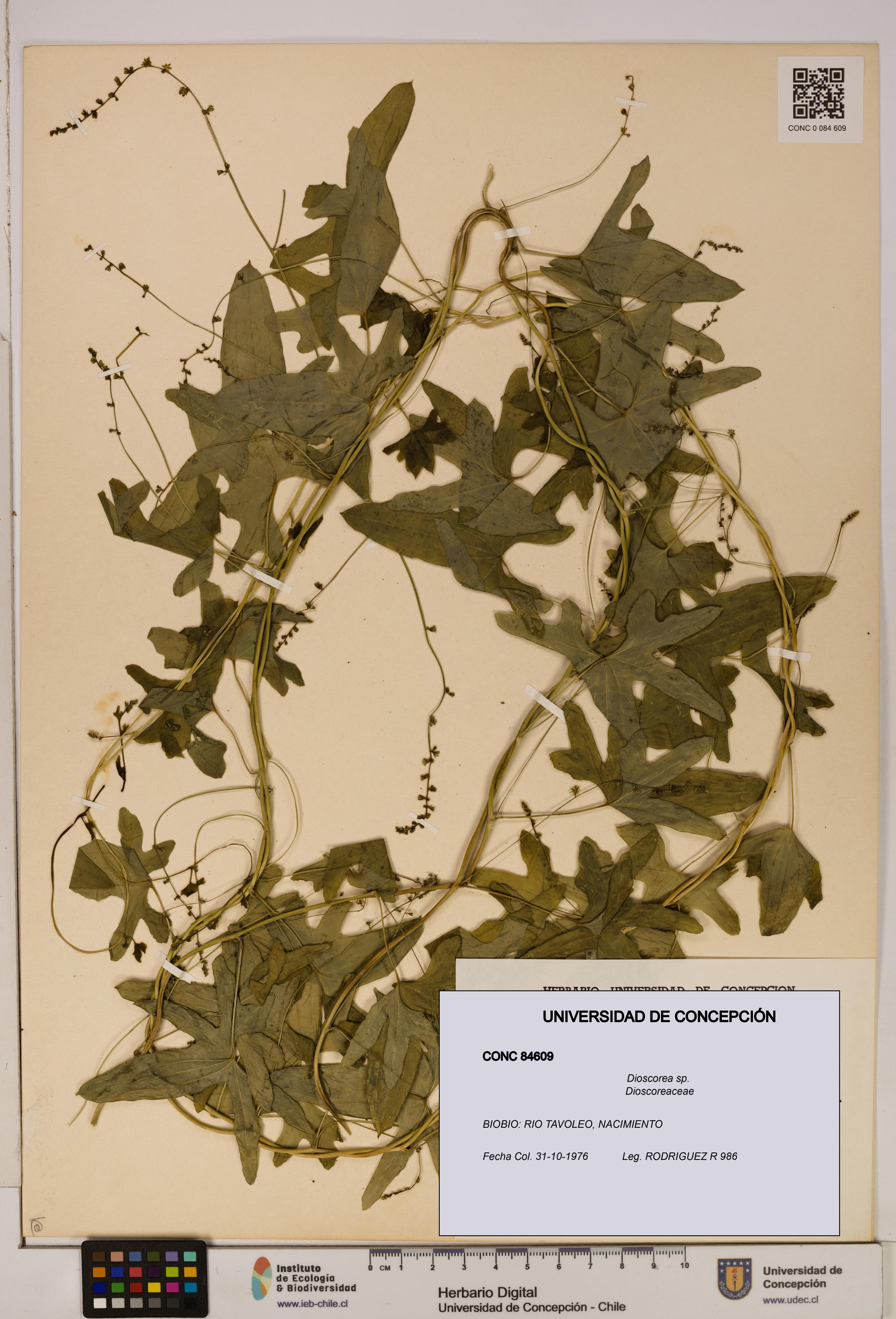 Dioscorea sp. [Espécimen: ]
