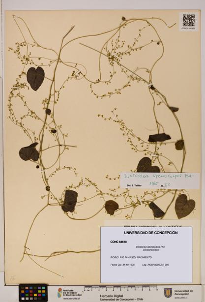 Dioscorea stenocolpus [Espécimen: ]