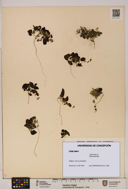 Dioscorea sp. [Espécimen: ]